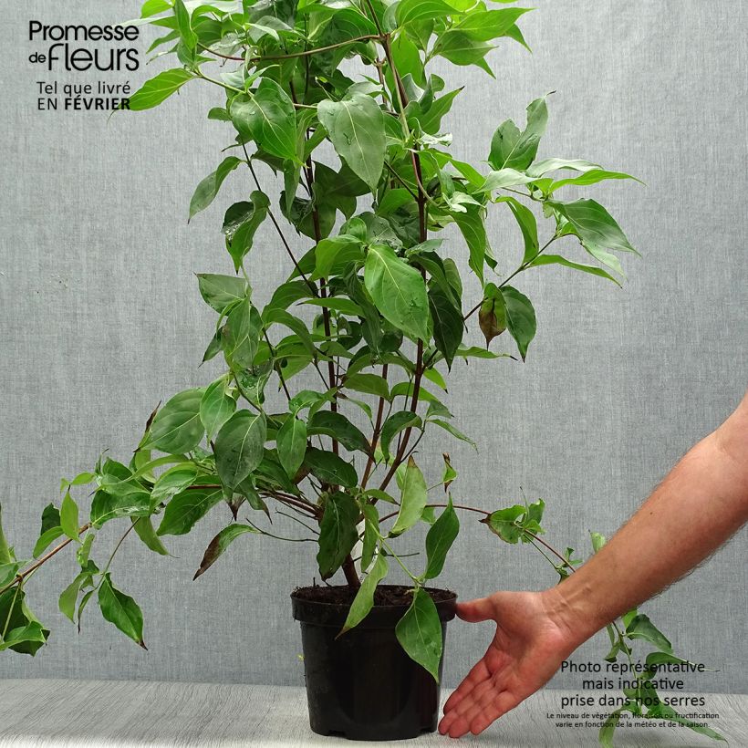 Esemplare di Cornus kousa Chinensis - Corniolo giapponese Vaso da 3L/4L come consegnato in autunno