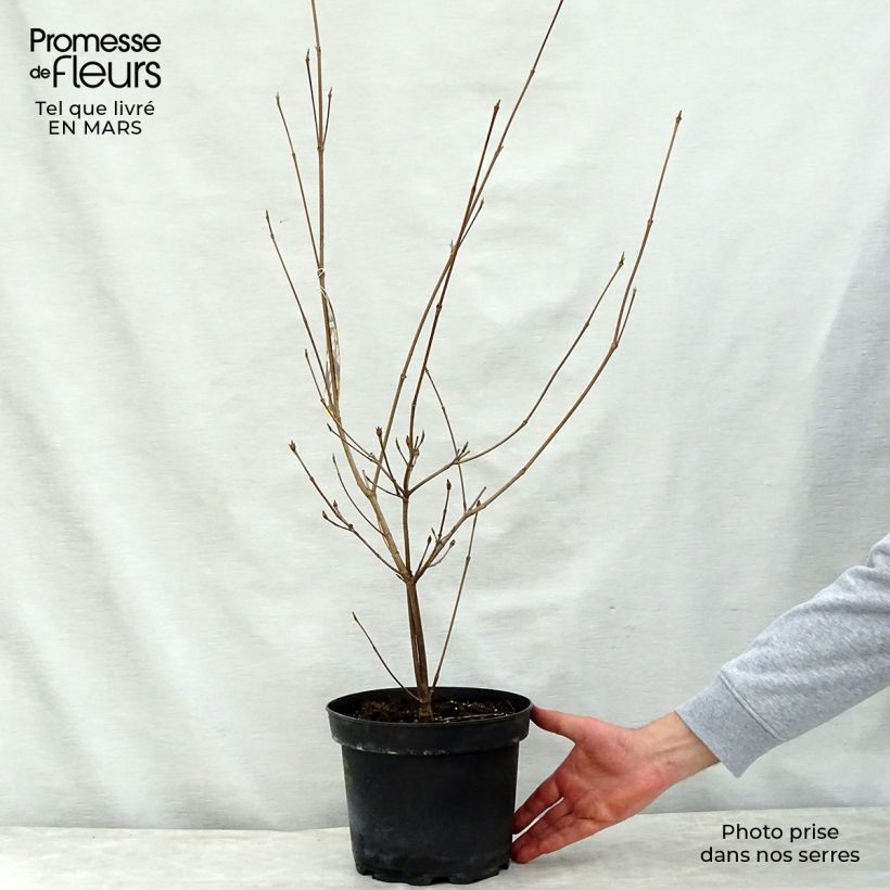 Cornus kousa Copacabana - Corniolo giapponese Vaso da 4L/5L esemplare consegnato in primavera