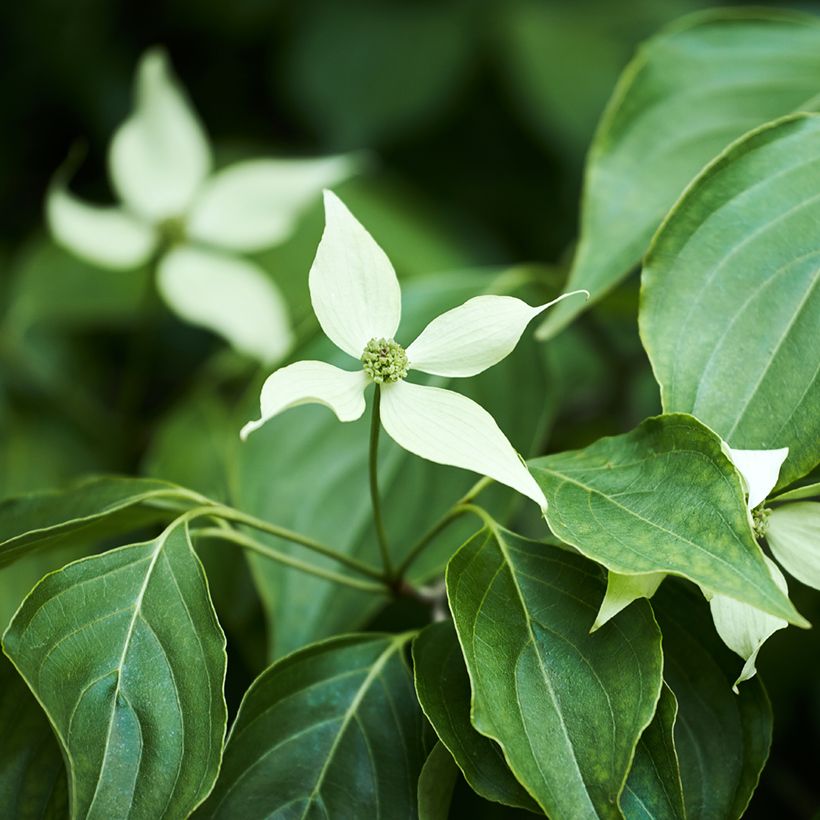 Cornus kousa (Fogliame)