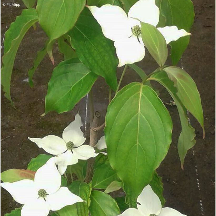Cornus kousa Flower Tower - Corniolo giapponese (Fogliame)