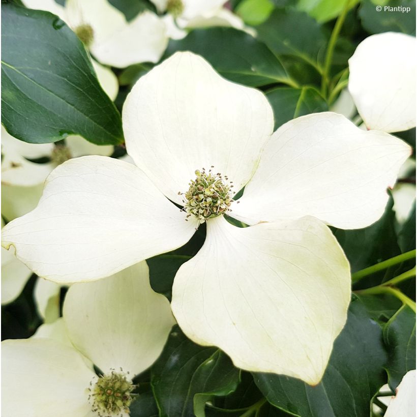 Cornus kousa Flower Tower - Corniolo giapponese (Fioritura)