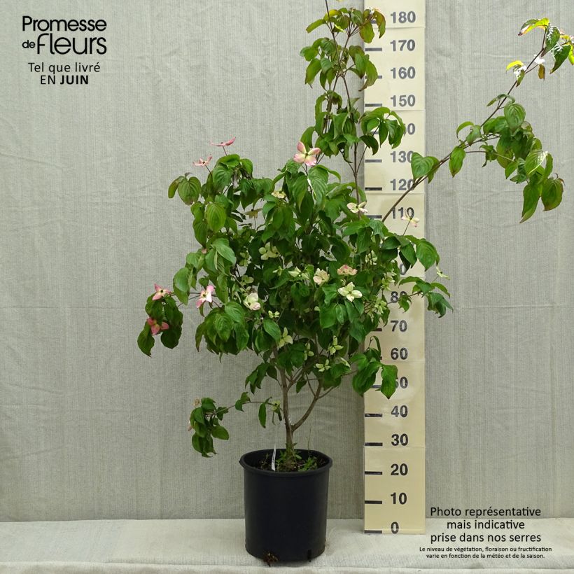 Cornus kousa Heart Throb - Corniolo giapponese Vaso da 18L/20L esemplare consegnato in primavera