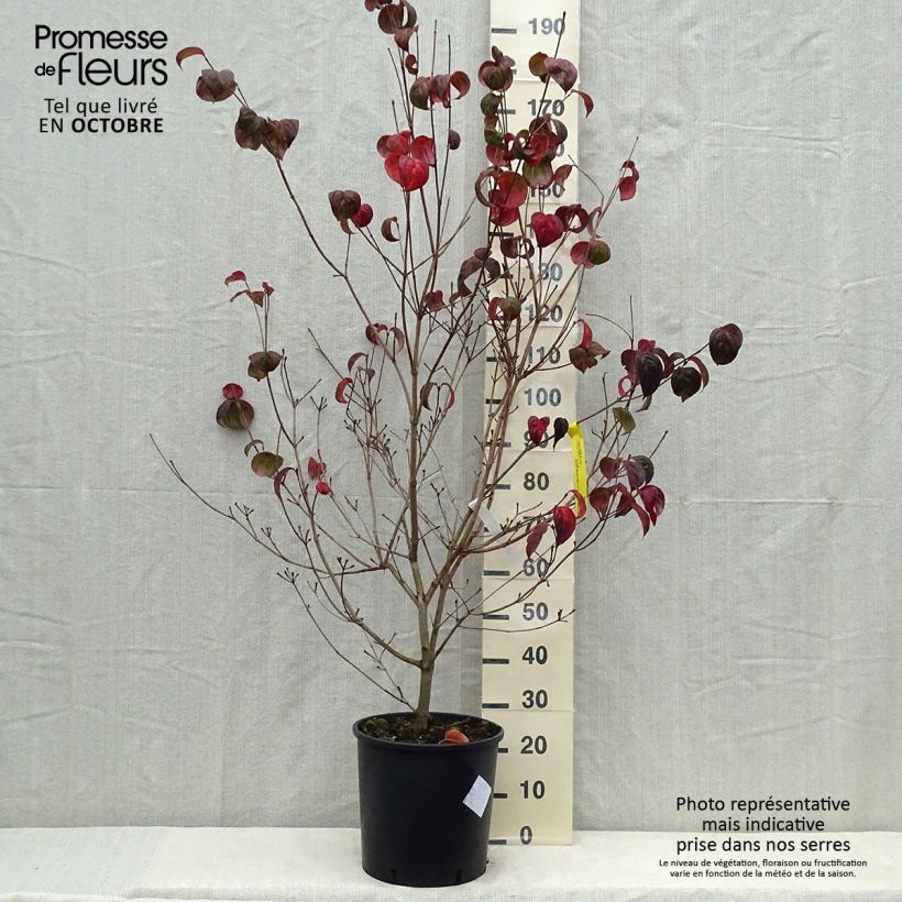 Esemplare di Cornus kousa Heart Throb - Corniolo giapponese Vaso da 18L/20L come consegnato in autunno