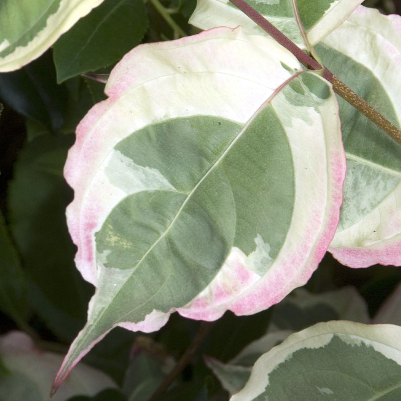 Cornus kousa Laura - Corniolo giapponese (Fogliame)