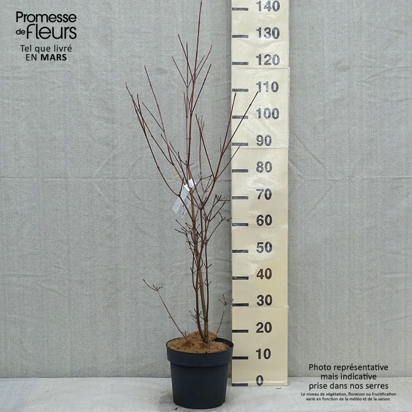 Cornus kousa Samaritan - Corniolo giapponese Vaso da 4L/5L esemplare consegnato in inverno