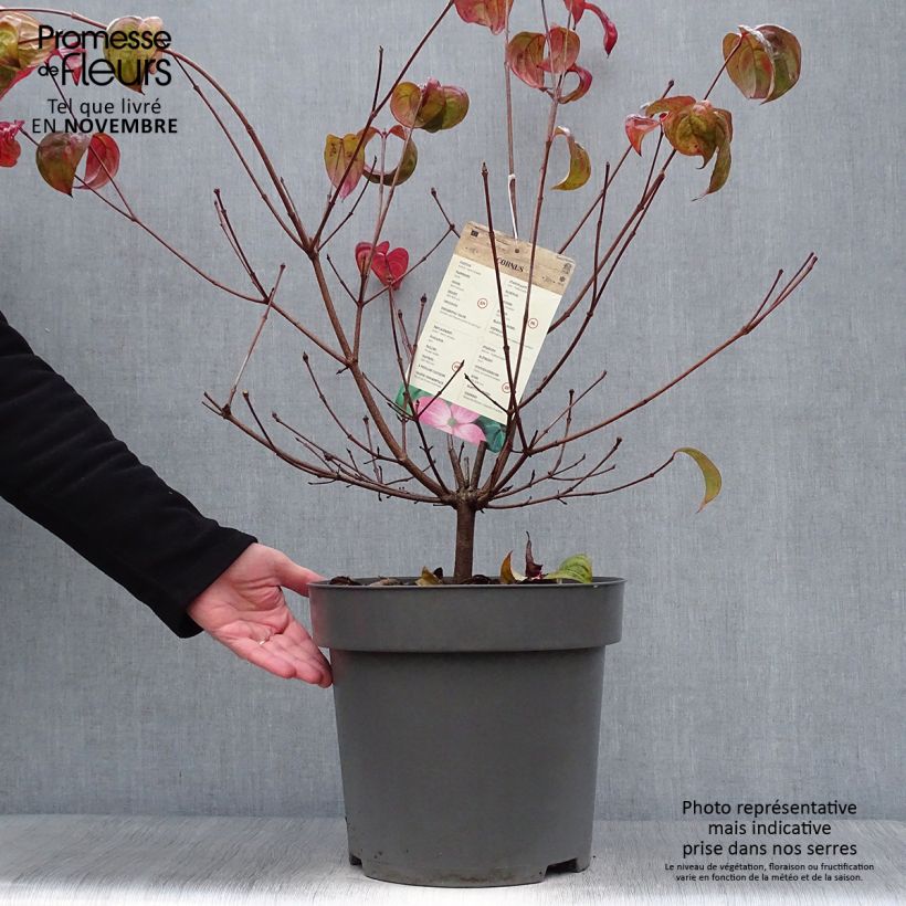 Esemplare di Cornus kousa Satomi - Corniolo giapponese Vaso da 7,5L/10L come consegnato in autunno