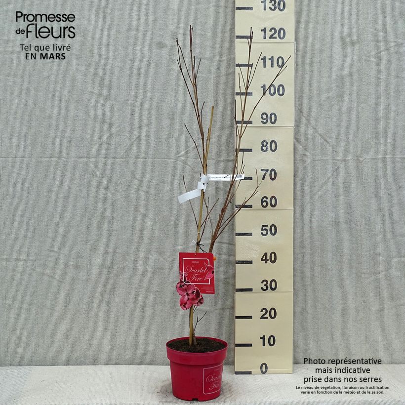 Cornus kousa Scarlet Fire - Corniolo giapponese Vaso da 4L/5L esemplare consegnato in inverno