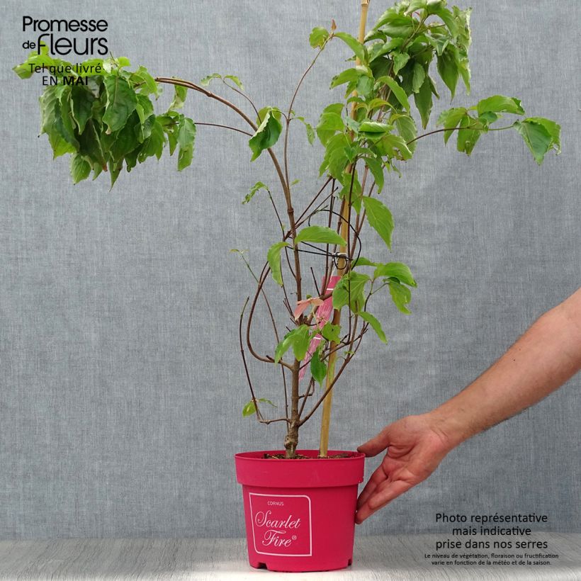 Cornus kousa Scarlet Fire - Corniolo giapponese Vaso da 4L/5L esemplare consegnato in primavera