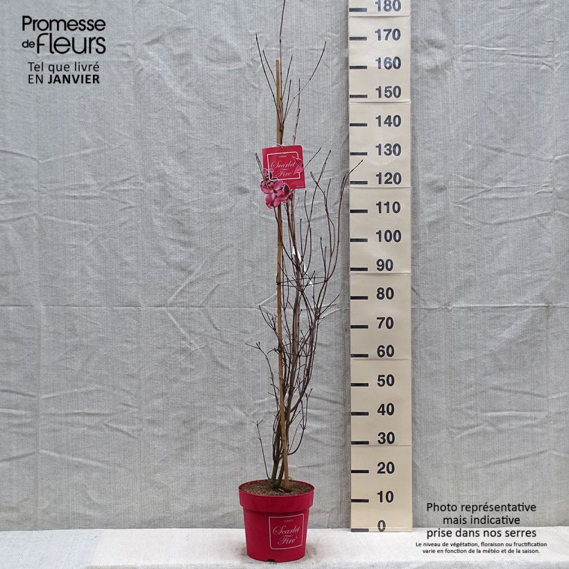 Cornus kousa Scarlet Fire - Corniolo giapponese Vaso da 7,5L/10L esemplare consegnato in inverno