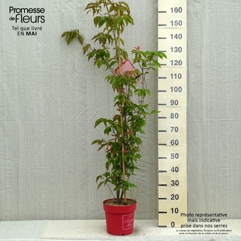 Cornus kousa Scarlet Fire - Corniolo giapponese Vaso da 7,5L/10L esemplare consegnato in primavera