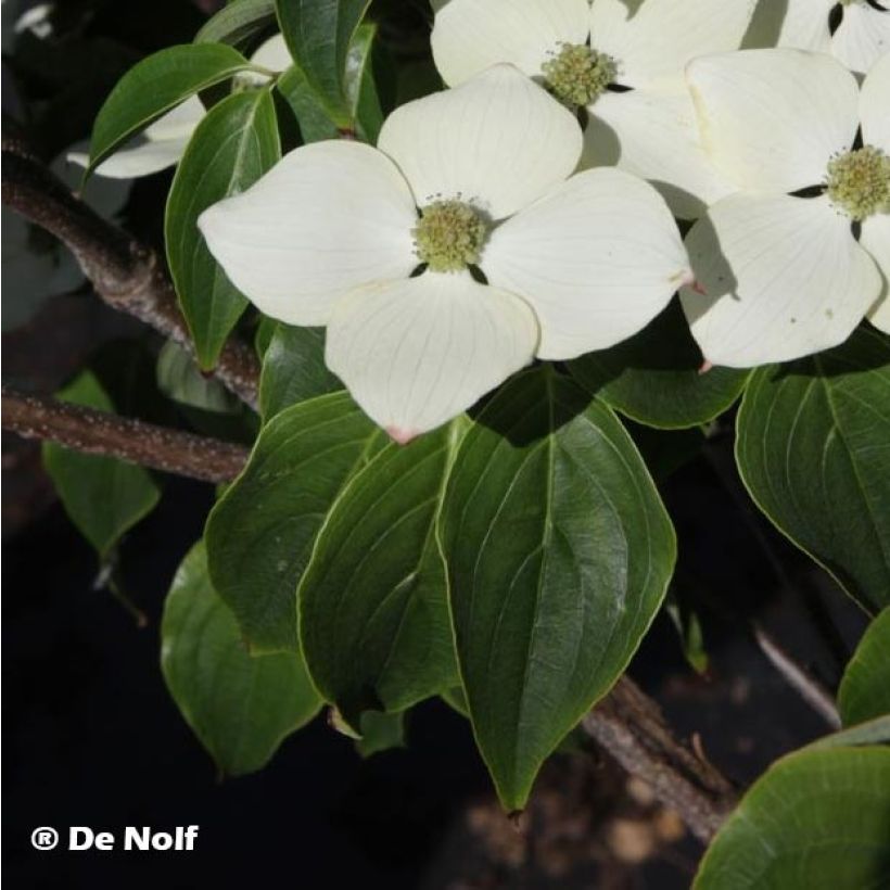 Cornus kousa Schmetterling - Corniolo giapponese (Fogliame)