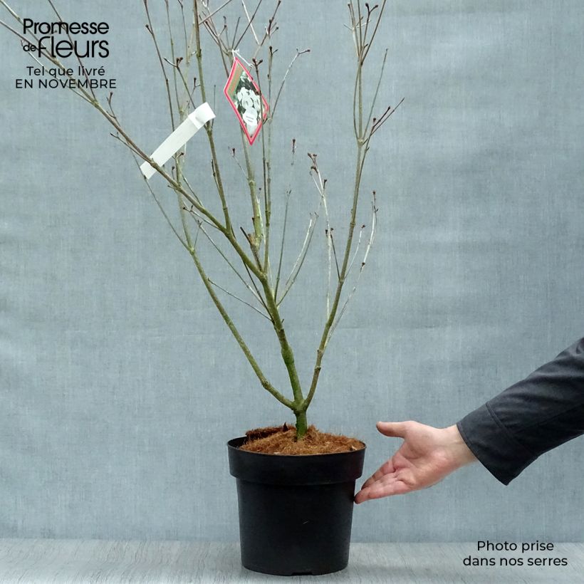 Esemplare di Cornus kousa Teutonia - Corniolo giapponese Vaso da 4L/5L come consegnato in autunno