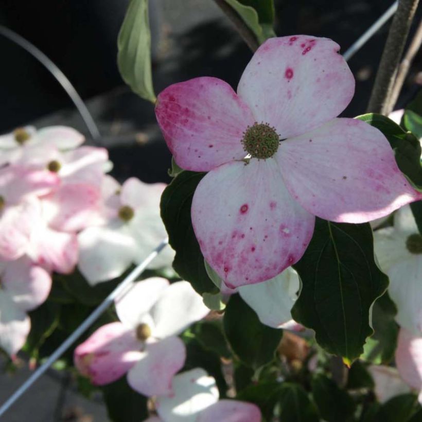 Cornus kousa Teutonia - Corniolo giapponese (Fioritura)