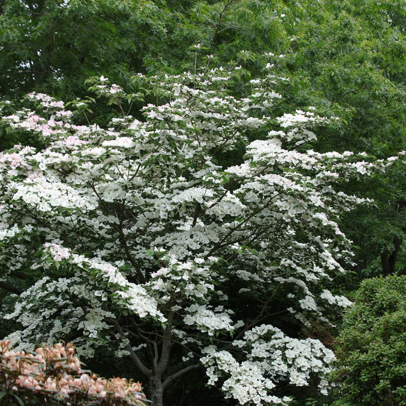 Cornus Venus - Corniolo da fiore (Porto)