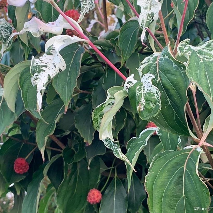 Cornus kousa Watermelon Sugar - Corniolo giapponese (Fogliame)