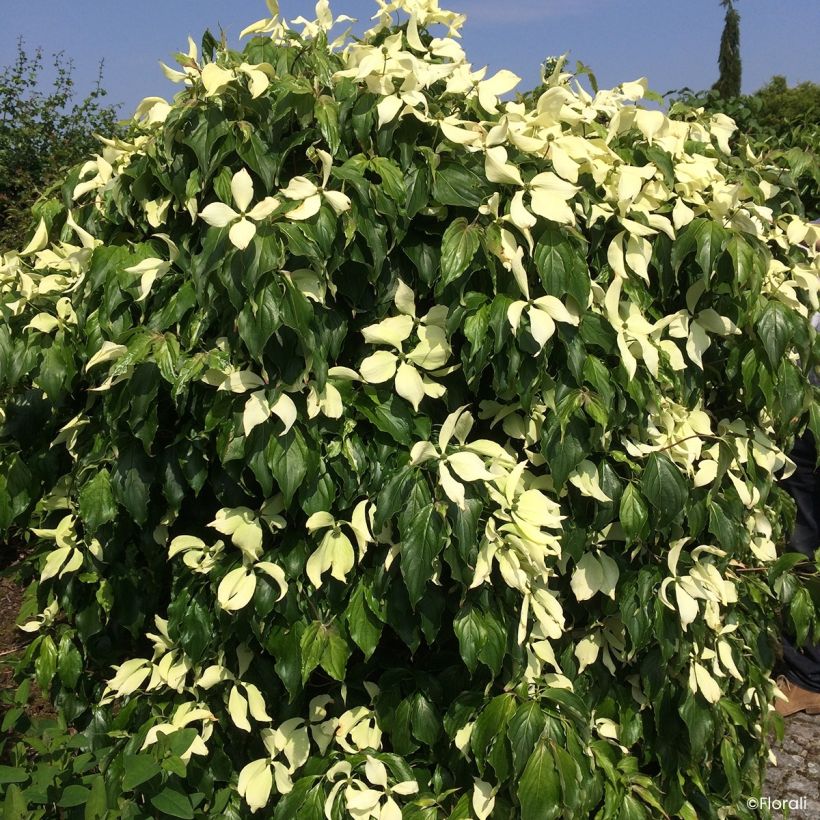 Cornus kousa Watermelon Sugar - Corniolo giapponese (Fioritura)