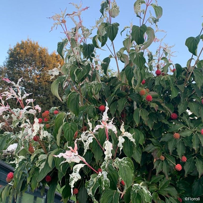 Cornus kousa Watermelon Sugar - Corniolo giapponese (Porto)