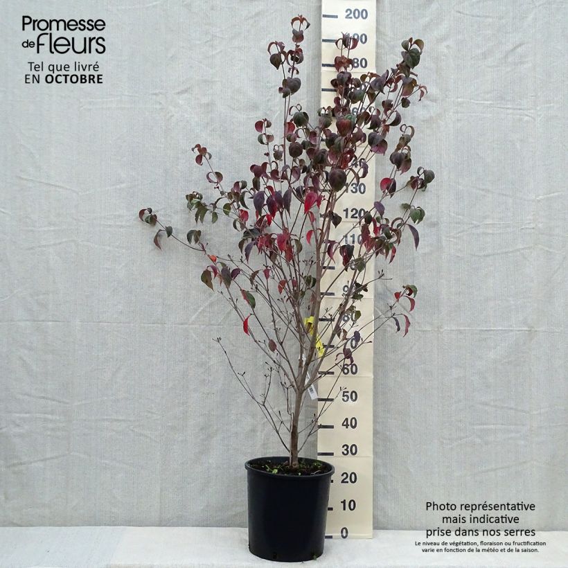 Esemplare di Cornus kousa Wieting's Select - Corniolo giapponese Vaso da 18L/20L come consegnato in autunno