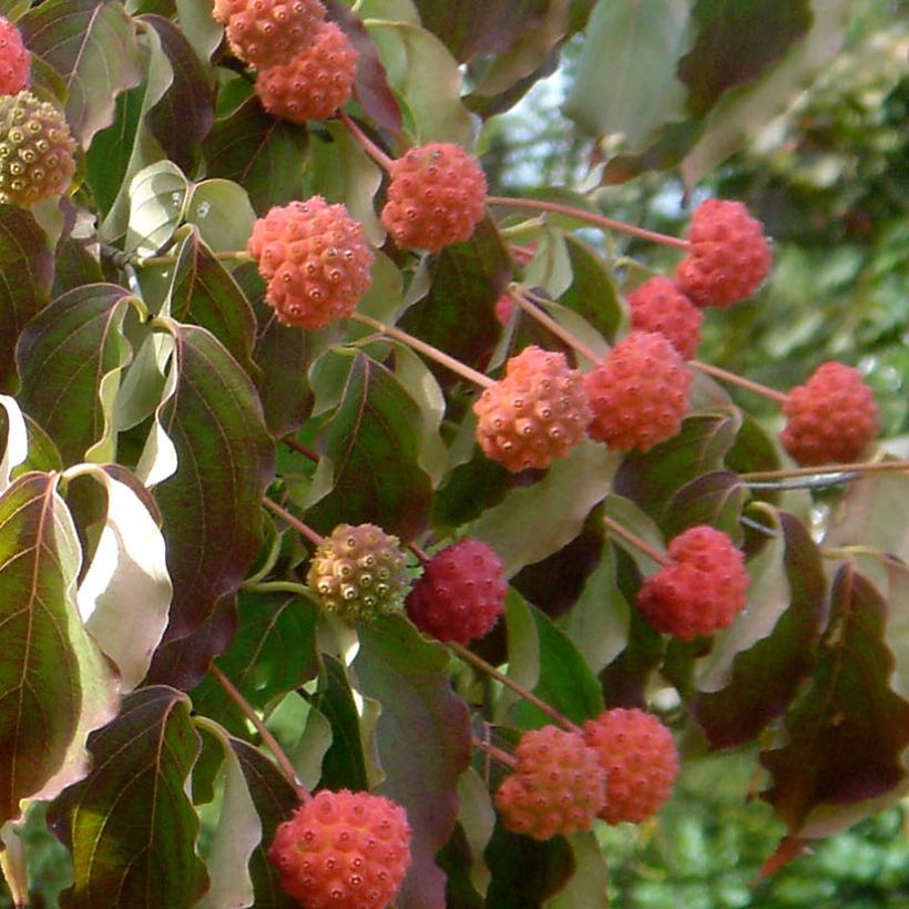 Cornus kousa Chinensis - Corniolo giapponese (Raccolta)