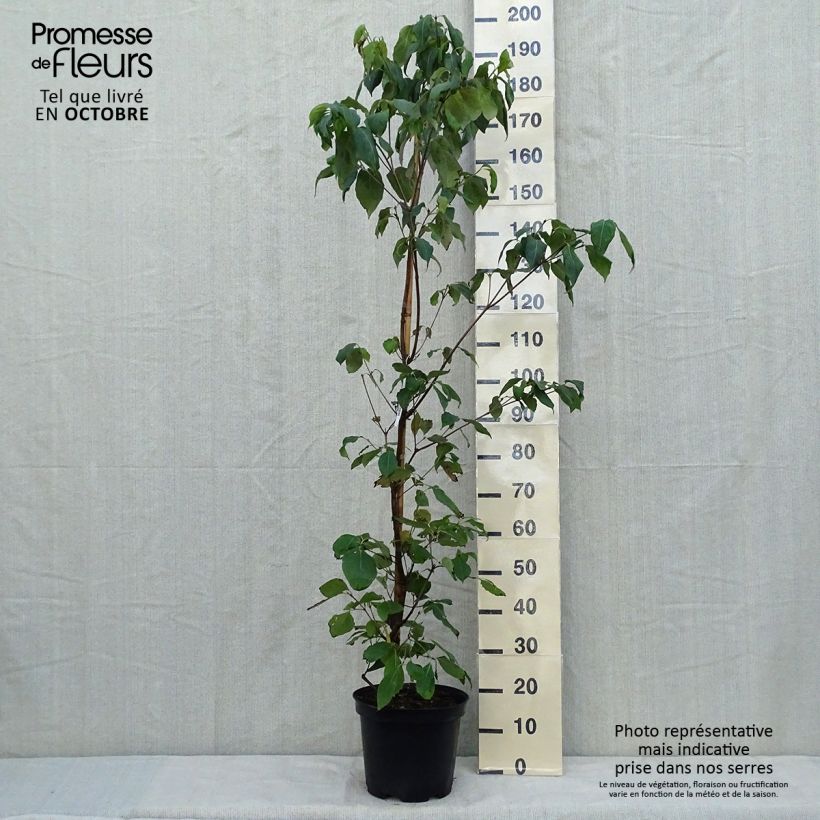 Esemplare di Cornus kousa subsp. chinensis Great Star - Corniolo da fiore Vaso da 7,5L/10L come consegnato in autunno