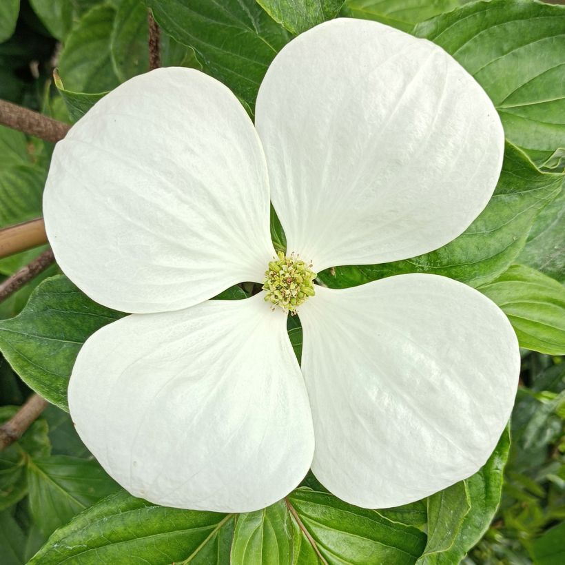 Cornus Venus - Corniolo da fiore (Fioritura)