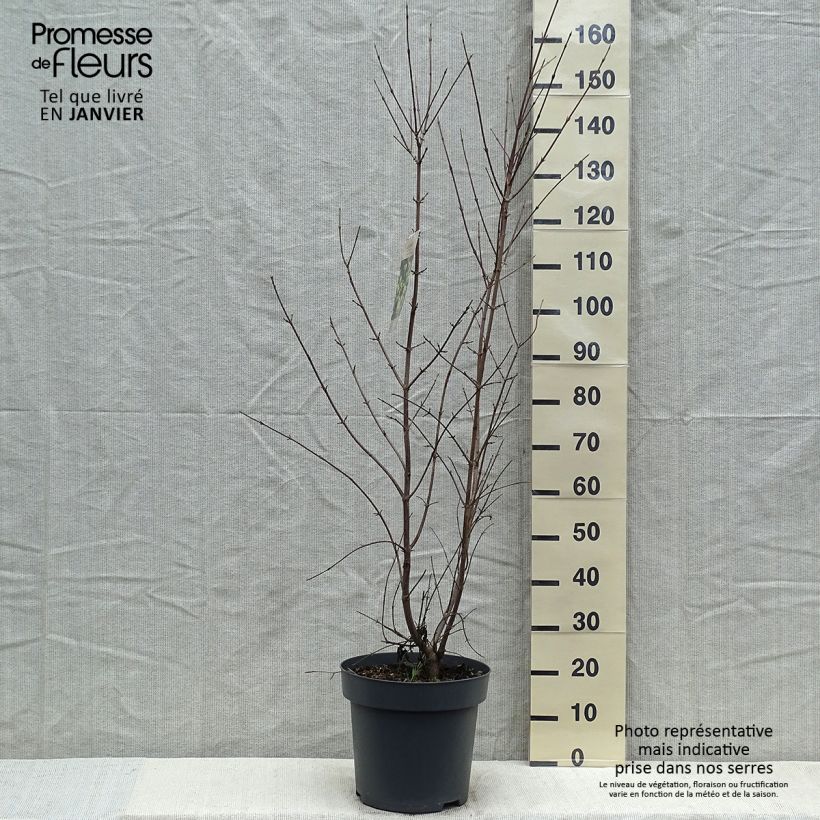 Cornus mas - Corniolo Vaso da 12L/15L esemplare consegnato in inverno