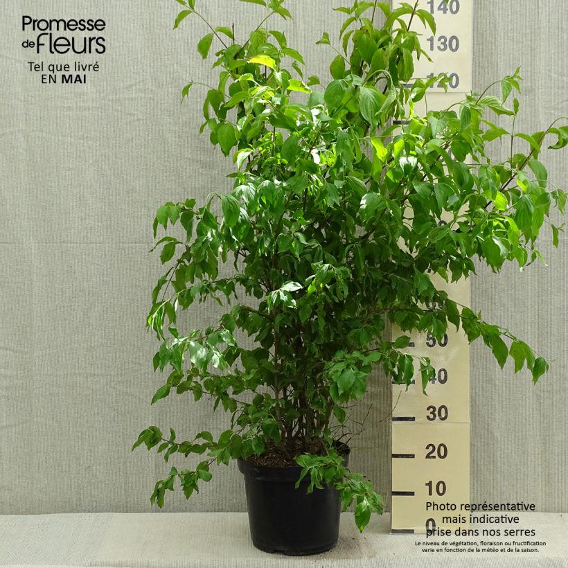 Cornus mas - Corniolo Vaso da 12L/15L esemplare consegnato in primavera