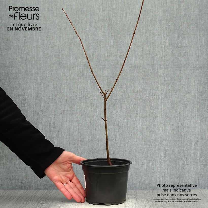 Esemplare di Cornus mas - Corniolo Vaso da 2L/3L come consegnato in autunno