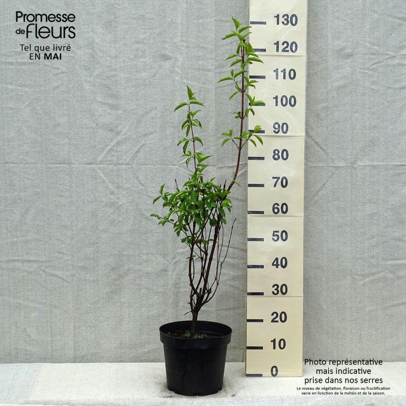 Cornus mas - Corniolo Vaso da 7,5L/10L esemplare consegnato in primavera