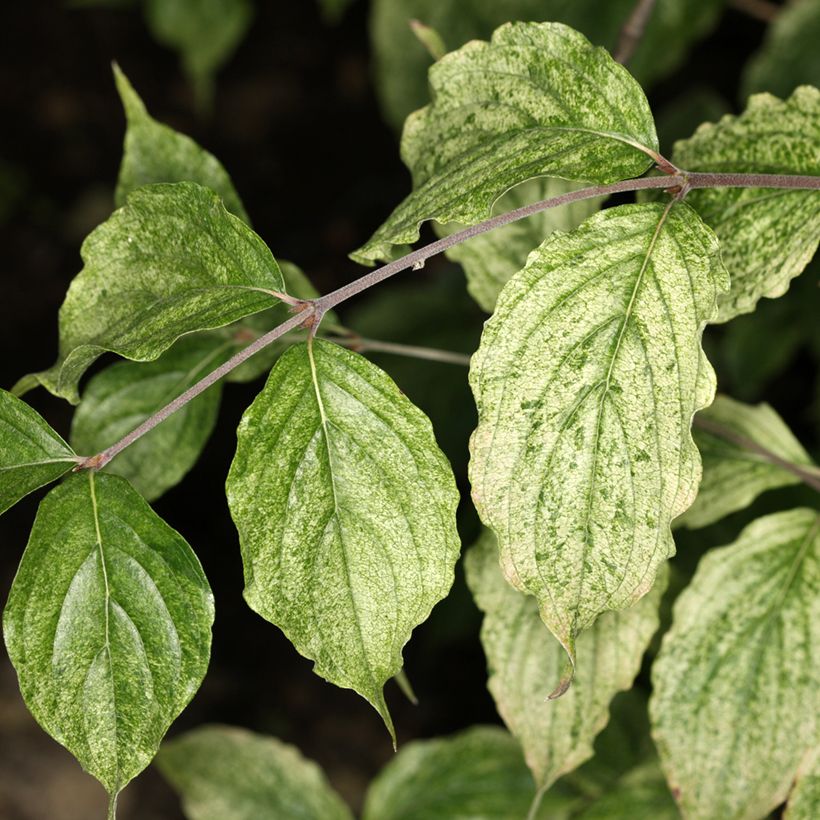 Cornus mas Happy Face - Corniolo (Fogliame)