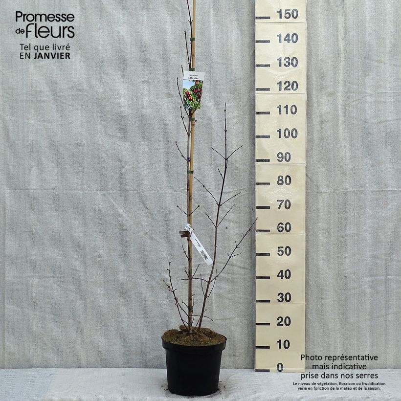 Cornus mas Schönbrunner Gourmet Dirndl - Corniolo Vaso da 7,5L/10L esemplare consegnato in inverno