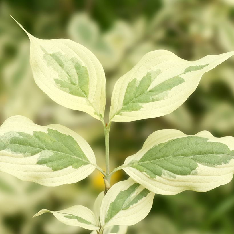 Cornus mas Variegata - Corniolo (Fogliame)