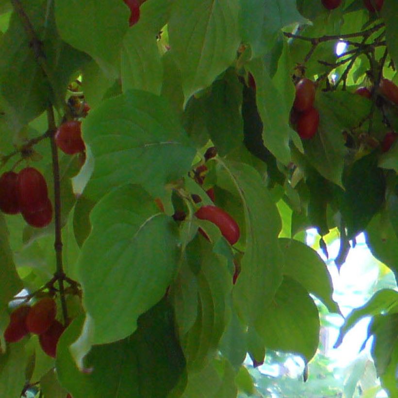 Cornus officinalis - Corniolo del Giappone (Fogliame)