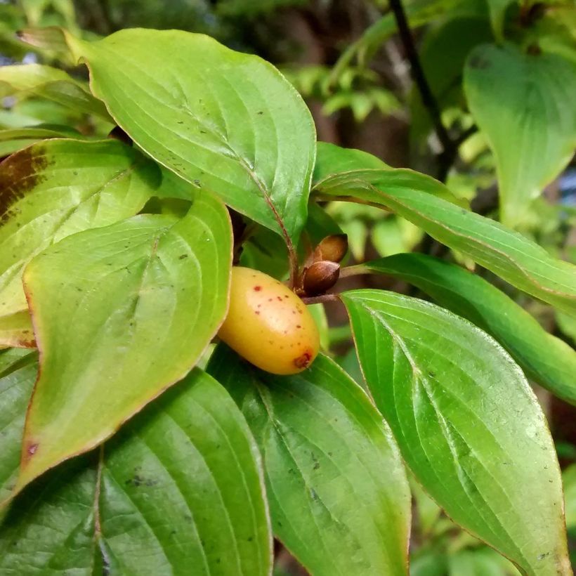 Cornus officinalis Robin's Pride (Fogliame)