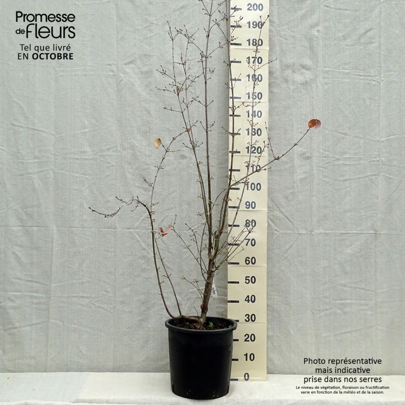 Esemplare di Cornus officinalis Robin's Pride Vaso da 20L/25L come consegnato in autunno