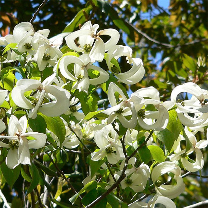 Cornus florida subsp. urbiniana (Fioritura)