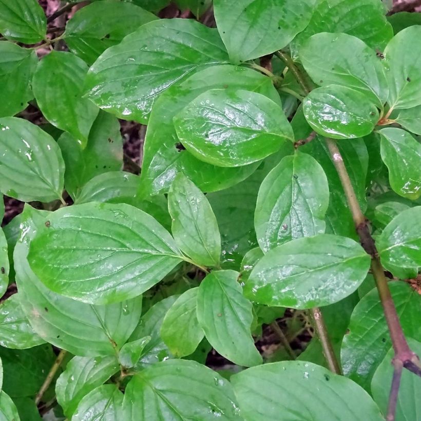 Sanguinella - Cornus sanguinea (Fogliame)