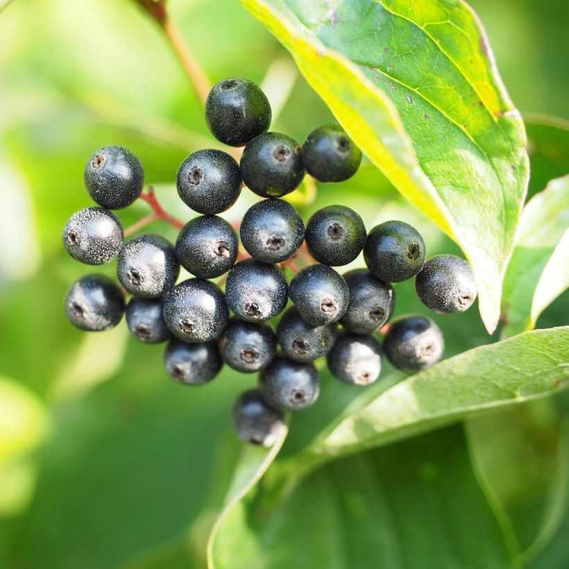 Sanguinella - Cornus sanguinea (Raccolta)