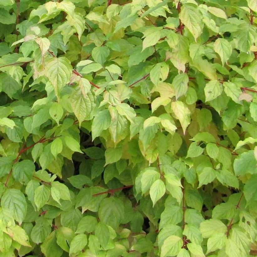 Cornus sanguinea Anny's Winter Orange (Fogliame)