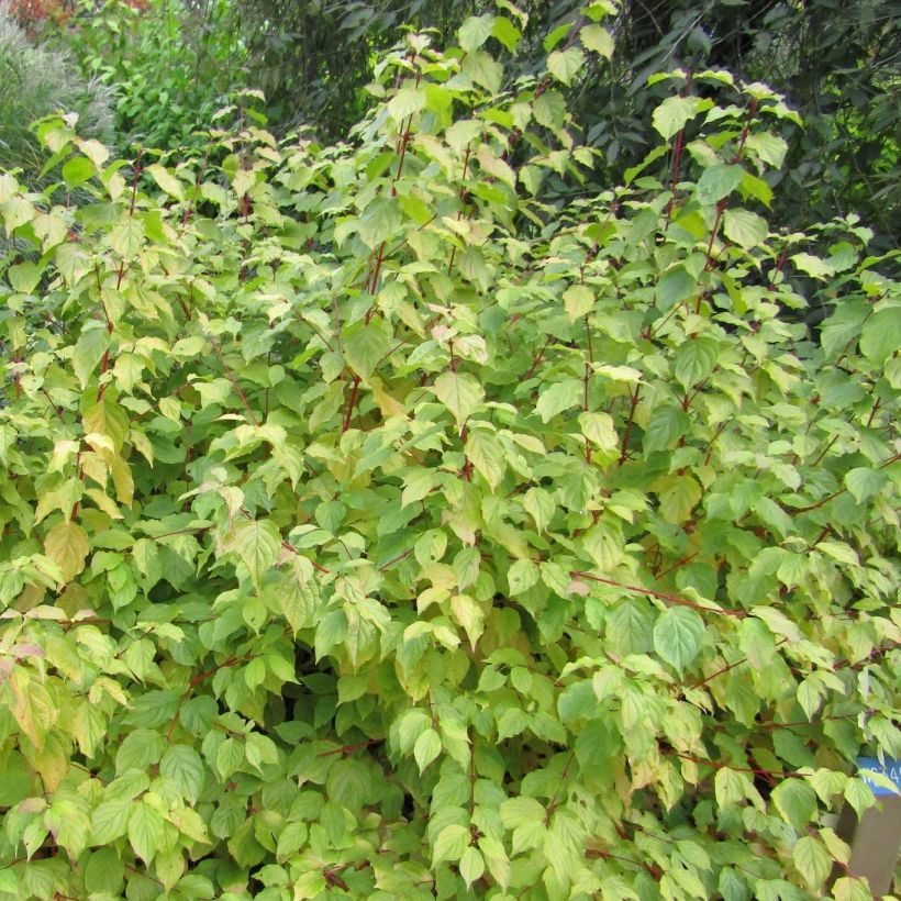 Cornus sanguinea Anny's Winter Orange (Porto)