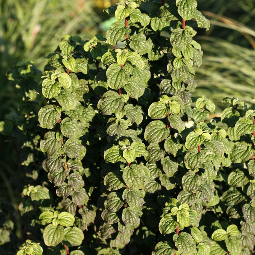 Cornus sanguinea Compressa (Fogliame)