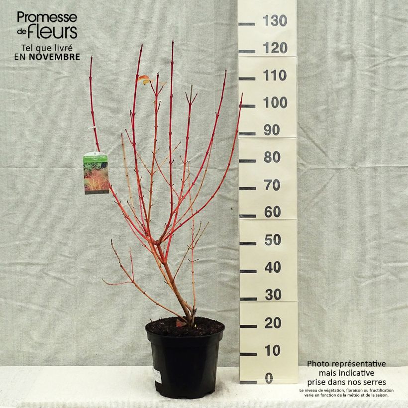 Esemplare di Cornus sanguinea Magic Flame Vaso da 7,5L/10L come consegnato in autunno