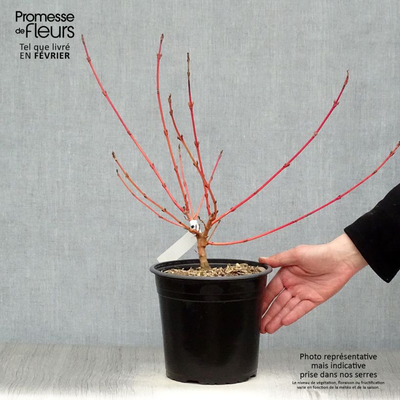 Cornus sanguinea Magic Flame Vaso da 4L/5L esemplare consegnato in inverno