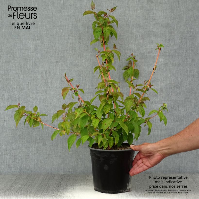 Cornus sanguinea Magic Flame Vaso da 4L/5L esemplare consegnato in primavera