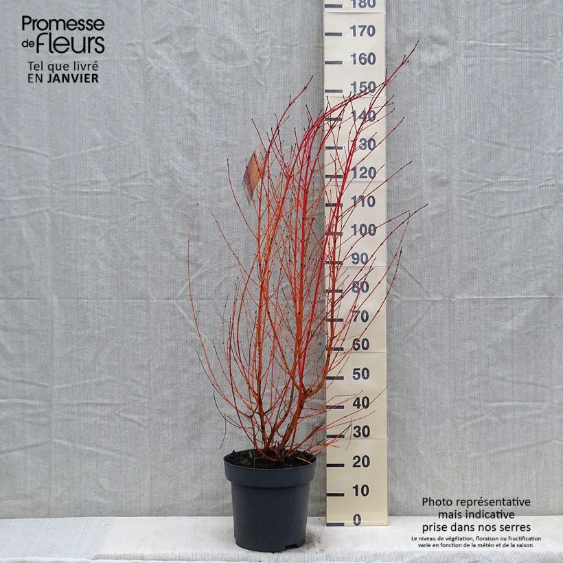 Cornus sanguinea Mid Winter Fire Vaso da 6L/7L esemplare consegnato in inverno