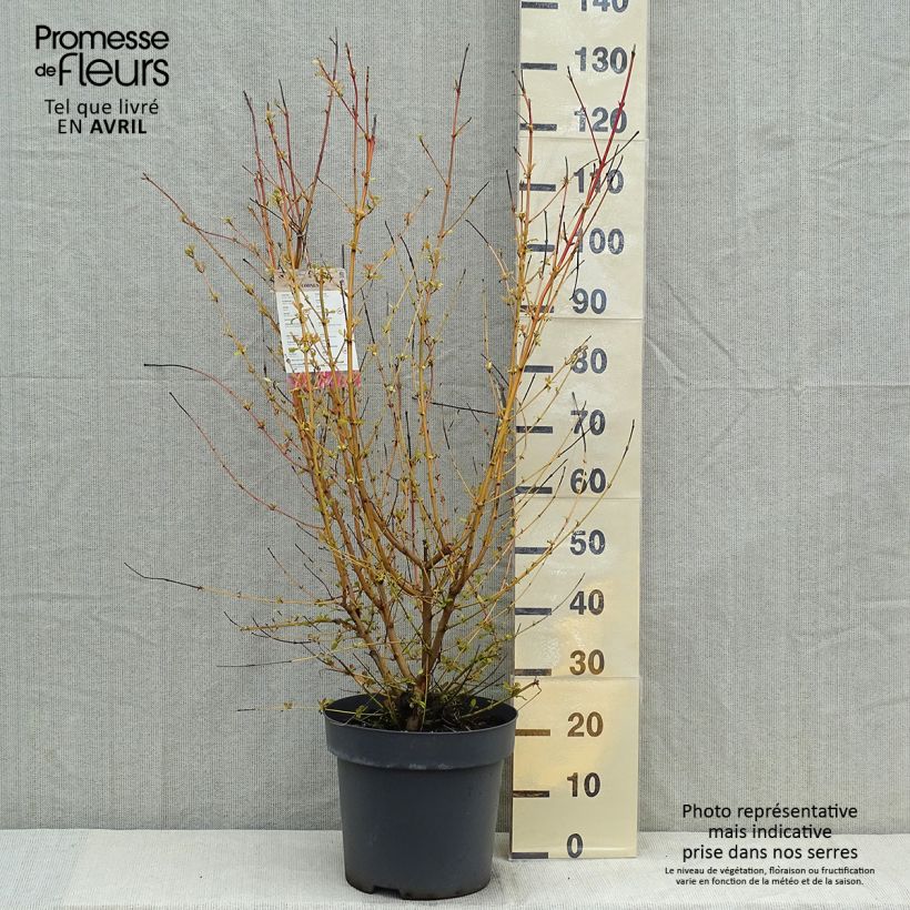 Cornus sanguinea Mid Winter Fire Vaso da 6L/7L esemplare consegnato in primavera