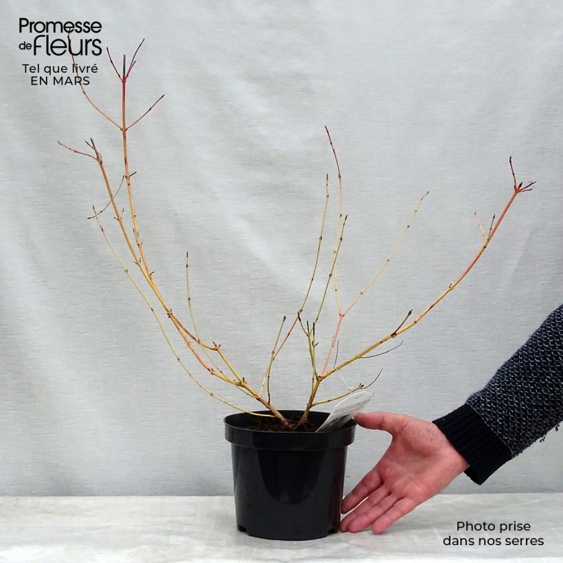 Cornus sanguinea Mid Winter Fire Vaso da 2L/3L esemplare consegnato in primavera