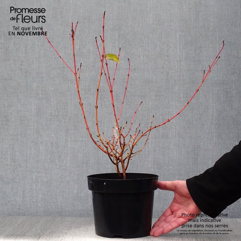Esemplare di Cornus sanguinea Mid Winter Fire Vaso da 2L/3L come consegnato in autunno