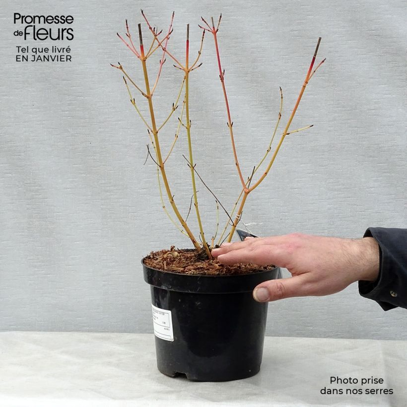 Cornus sanguinea Winter Beauty Vaso da 2L/3L esemplare consegnato in inverno