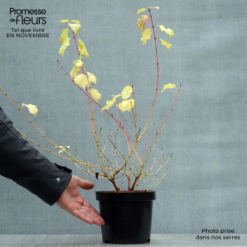 Esemplare di Cornus sanguinea Winter Beauty Vaso da 2L/3L come consegnato in autunno